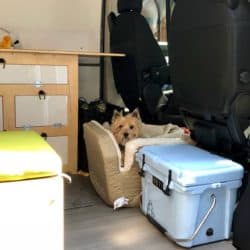 dog sitting in camper van