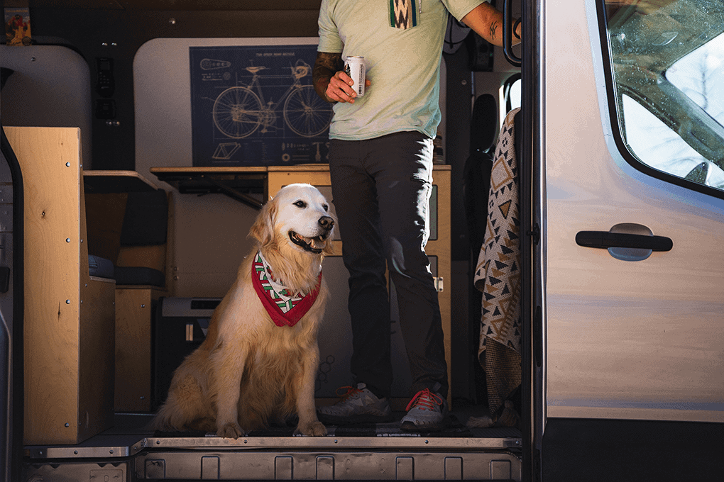 dog in a ford transit camper van