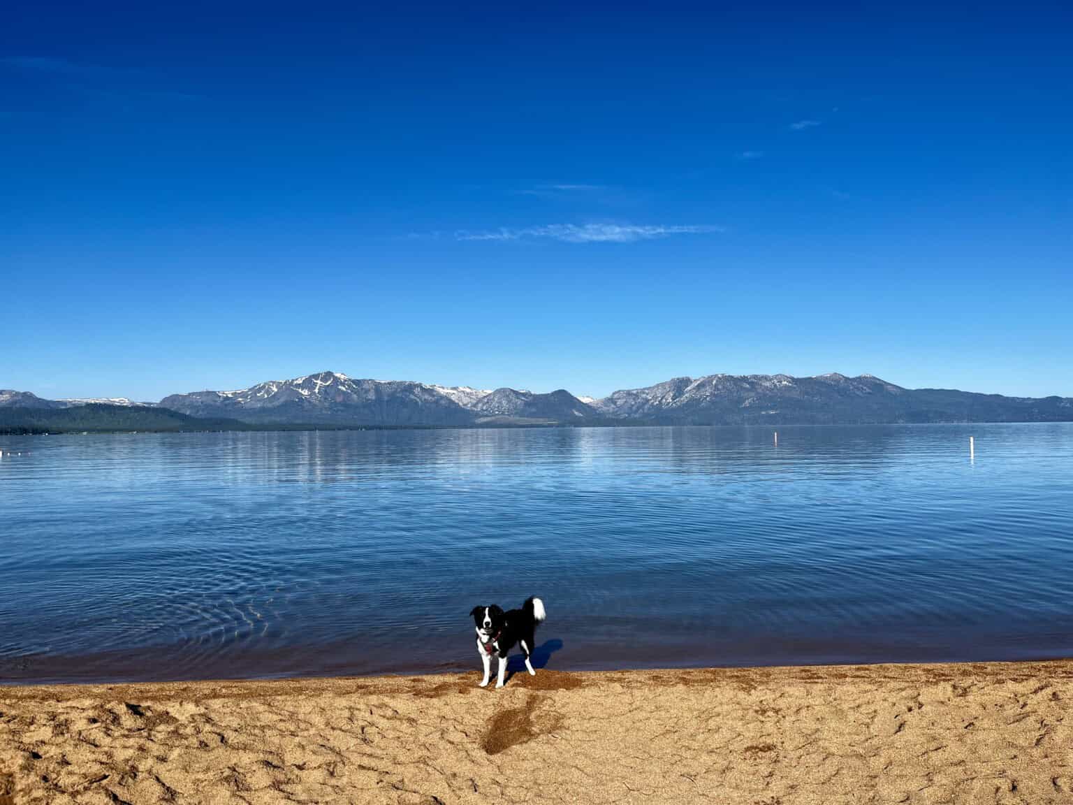 Border Collie dog stands on the shore of a beautiful clear blue lake with mountains in the background