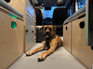 brown dog sitting on floor of camper van