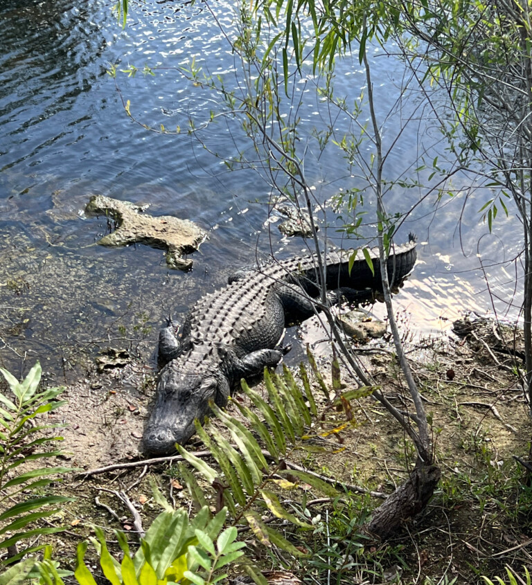 alligator in water and outside